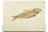 Exceptional Fossil Fish (Knightia) - Wyoming #318493-1